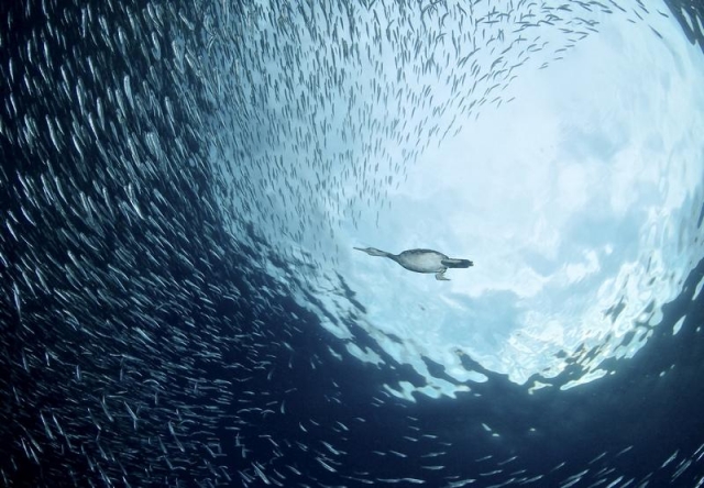  Cormorant hunting 